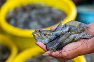 ภาษีคนเลี้ยงกุ้งกิจการเพาะเลี้ยงกุ้งทะเล 2 ข้อพิจารณาดังนี้?