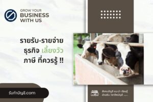 เลี้ยงวัวเลี้ยงวัวมือใหม่กำไรดีไหม 9 วิธี จบเป้าหมายรายได้?