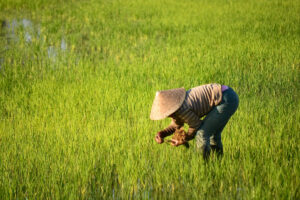 แม่ค้าออนไลน์ ปลูกข้าวสมัยใหม่ใน Twitter 7 สื่อสังคมโปรโมท?